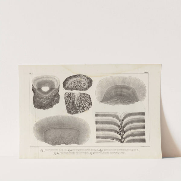 Recherches sur les poissons fossiles Pl.114 by Louis Agassiz