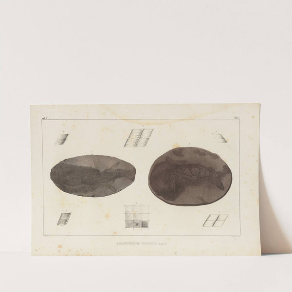 Recherches sur les poissons fossiles Pl.115 by Louis Agassiz