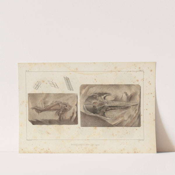 Recherches sur les poissons fossiles Pl.116 by Louis Agassiz