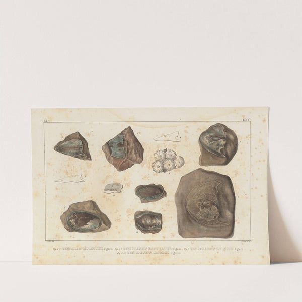 Recherches sur les poissons fossiles Pl.117 by Louis Agassiz