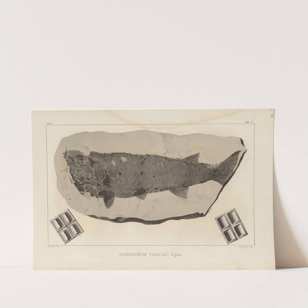 Recherches sur les poissons fossiles Pl.119 by Louis Agassiz