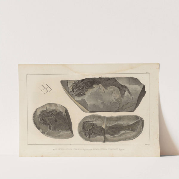 Recherches sur les poissons fossiles Pl.120 by Louis Agassiz