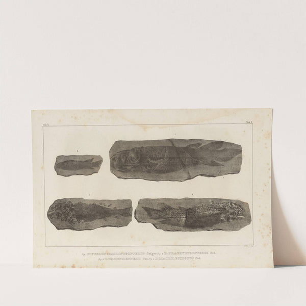 Recherches sur les poissons fossiles Pl.121 by Louis Agassiz