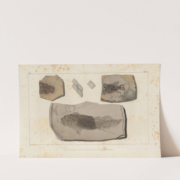 Recherches sur les poissons fossiles Pl.122 by Louis Agassiz