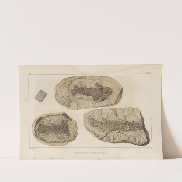 Recherches sur les poissons fossiles Pl.125 by Louis Agassiz