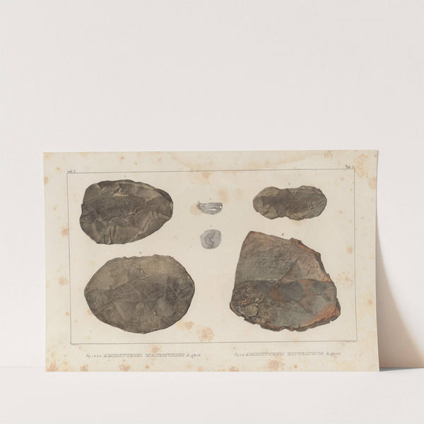 Recherches sur les poissons fossiles Pl.126 by Louis Agassiz