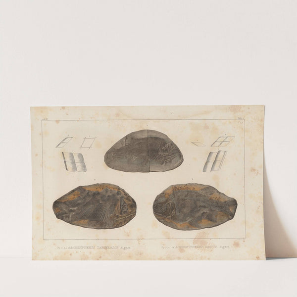 Recherches sur les poissons fossiles Pl.127 by Louis Agassiz