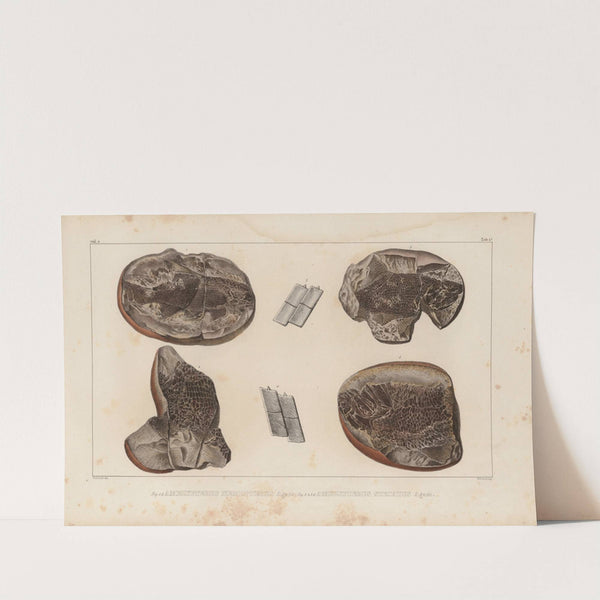 Recherches sur les poissons fossiles Pl.128 by Louis Agassiz