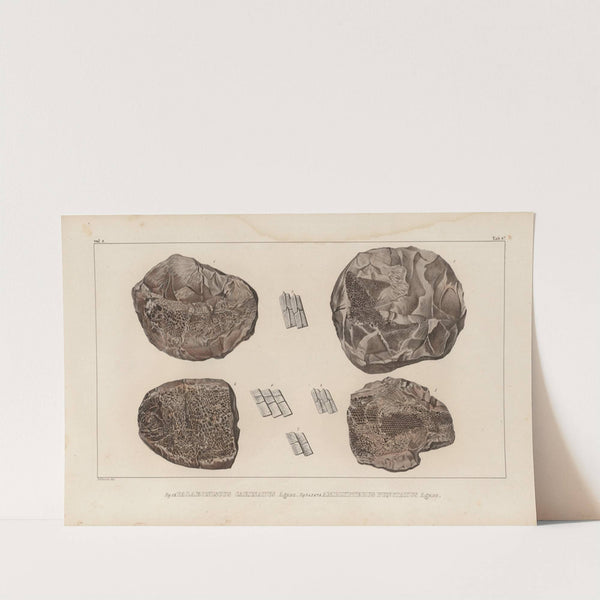 Recherches sur les poissons fossiles Pl.129 by Louis Agassiz