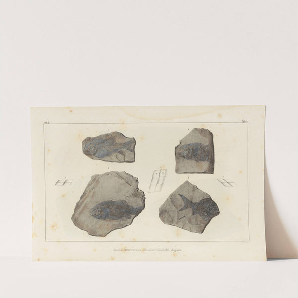 Recherches sur les poissons fossiles Pl.130 by Louis Agassiz