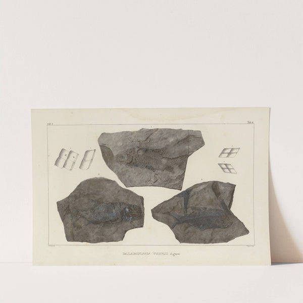 Recherches sur les poissons fossiles Pl.131 by Louis Agassiz