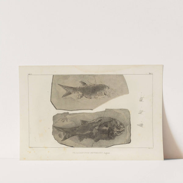 Recherches sur les poissons fossiles Pl.132 by Louis Agassiz