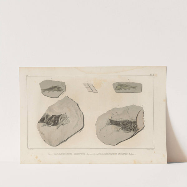 Recherches sur les poissons fossiles Pl.133 by Louis Agassiz