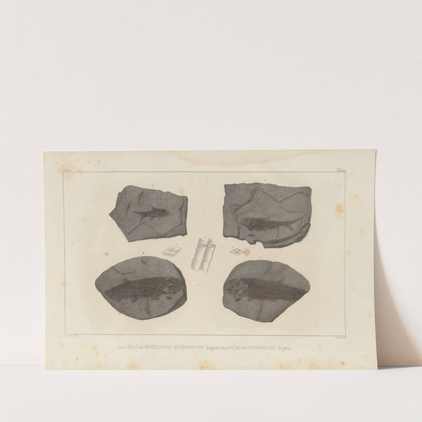 Recherches sur les poissons fossiles Pl.134 by Louis Agassiz