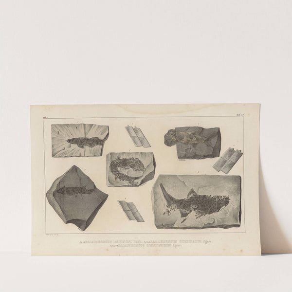 Recherches sur les poissons fossiles Pl.136 by Louis Agassiz