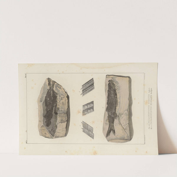 Recherches sur les poissons fossiles Pl.137 by Louis Agassiz