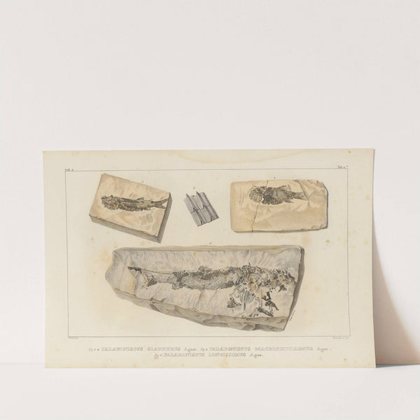 Recherches sur les poissons fossiles Pl.138 by Louis Agassiz