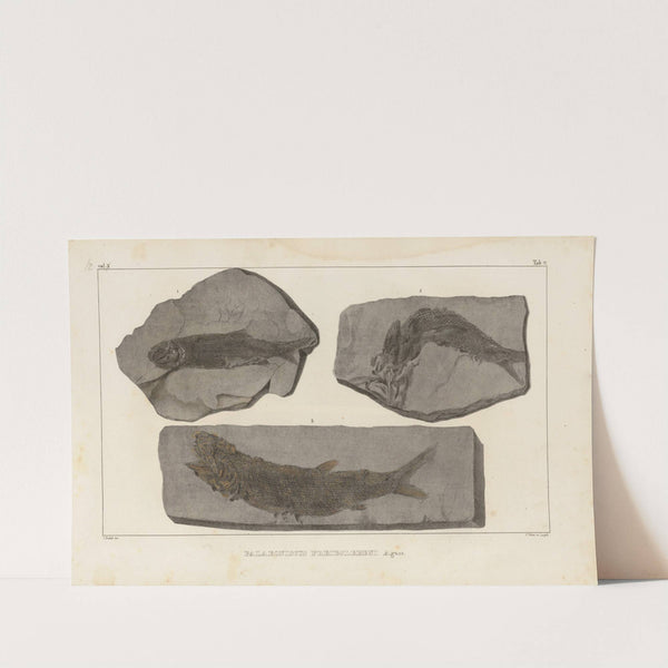 Recherches sur les poissons fossiles Pl.139 by Louis Agassiz