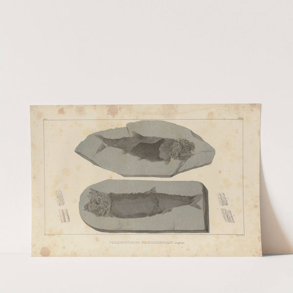 Recherches sur les poissons fossiles Pl.140 by Louis Agassiz