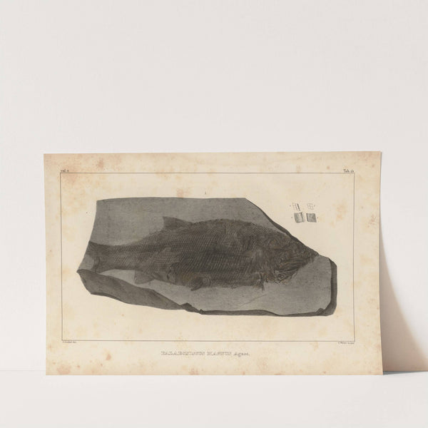 Recherches sur les poissons fossiles Pl.141 by Louis Agassiz