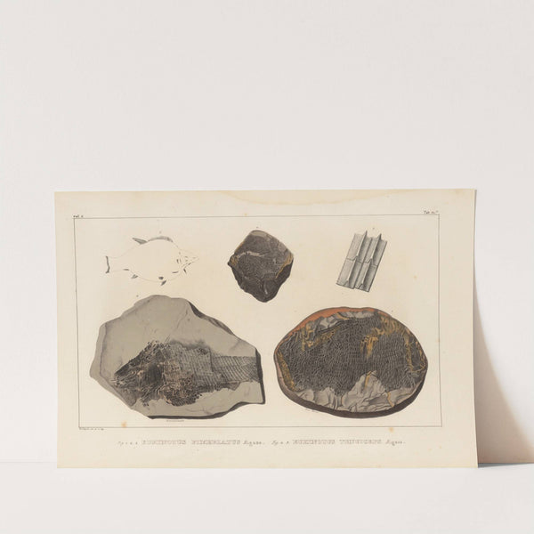 Recherches sur les poissons fossiles Pl.145 by Louis Agassiz