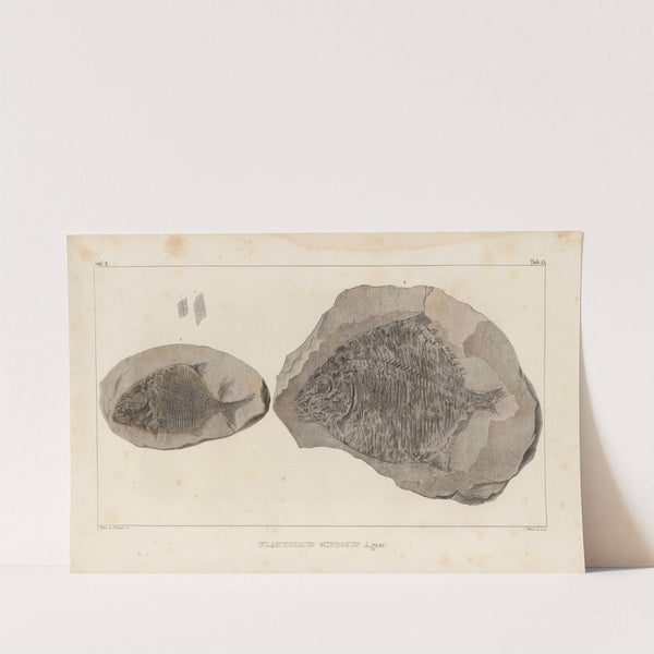 Recherches sur les poissons fossiles Pl.146 by Louis Agassiz