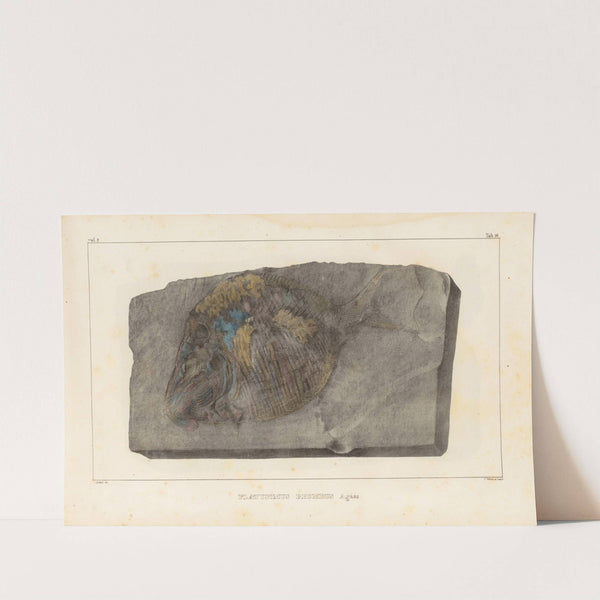 Recherches sur les poissons fossiles Pl.147 by Louis Agassiz