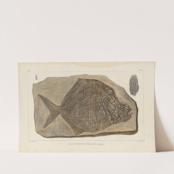 Recherches sur les poissons fossiles Pl.148 by Louis Agassiz