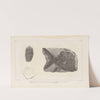 Recherches sur les poissons fossiles Pl.149 by Louis Agassiz