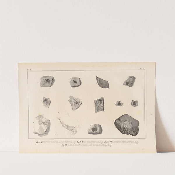 Recherches sur les poissons fossiles Pl.150 by Louis Agassiz