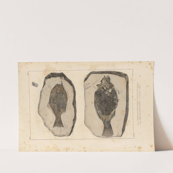 Recherches sur les poissons fossiles Pl.151 by Louis Agassiz