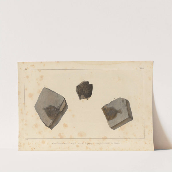 Recherches sur les poissons fossiles Pl.153 by Louis Agassiz