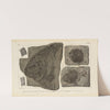 Recherches sur les poissons fossiles Pl.155 by Louis Agassiz