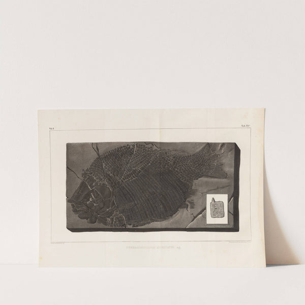 Recherches sur les poissons fossiles Pl.156 by Louis Agassiz