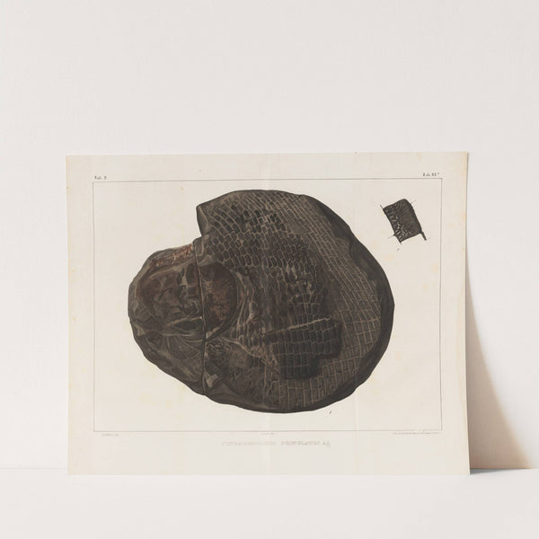 Recherches sur les poissons fossiles Pl.157 by Louis Agassiz