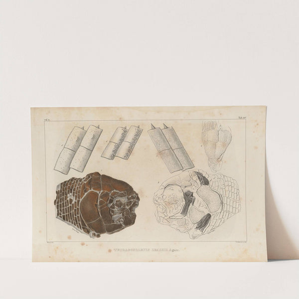 Recherches sur les poissons fossiles Pl.158 by Louis Agassiz