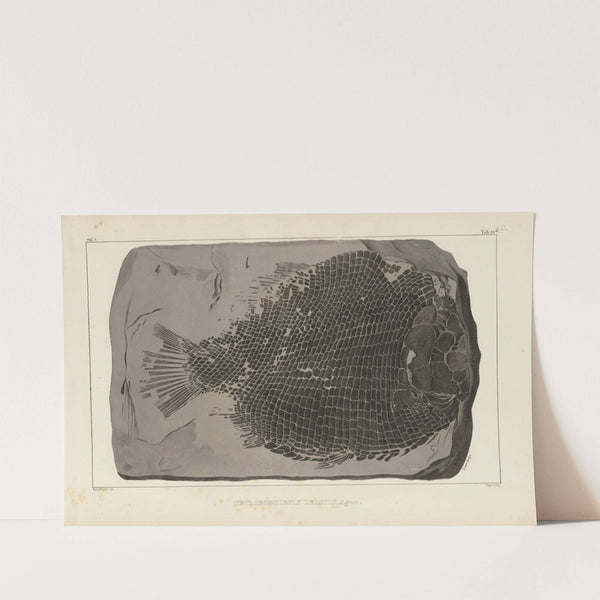 Recherches sur les poissons fossiles Pl.159 by Louis Agassiz