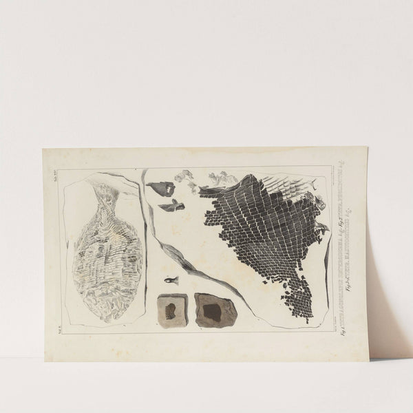 Recherches sur les poissons fossiles Pl.160 by Louis Agassiz