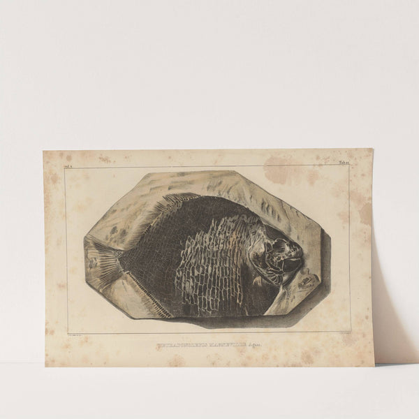 Recherches sur les poissons fossiles Pl.161 by Louis Agassiz