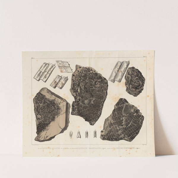 Recherches sur les poissons fossiles Pl.162 by Louis Agassiz