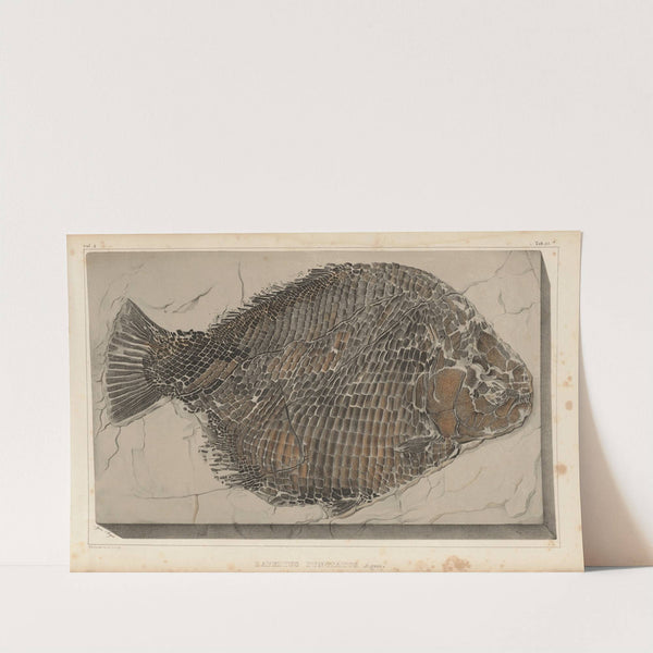 Recherches sur les poissons fossiles Pl.163 by Louis Agassiz