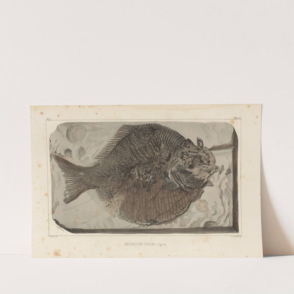 Recherches sur les poissons fossiles Pl.165 (1833-1843) by Louis Agassiz