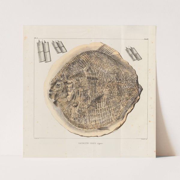 Recherches sur les poissons fossiles Pl.166 (1833-1843) by Louis Agassiz