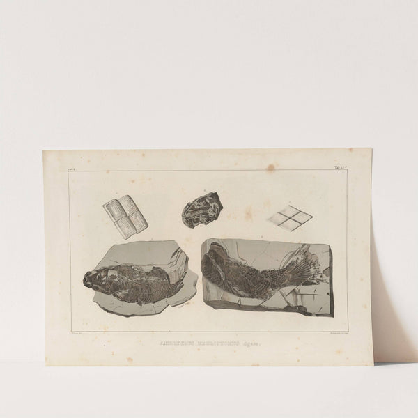 Recherches sur les poissons fossiles Pl.167 by Louis Agassiz