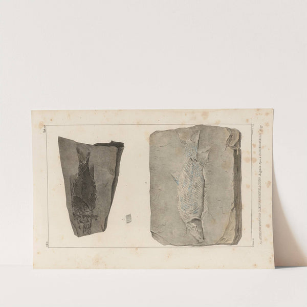 Recherches sur les poissons fossiles Pl.168 by Louis Agassiz