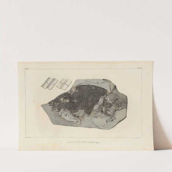 Recherches sur les poissons fossiles Pl.169 by Louis Agassiz