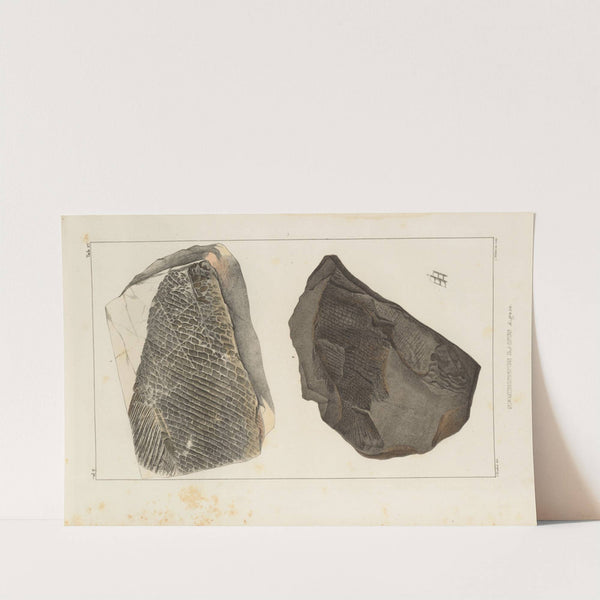 Recherches sur les poissons fossiles Pl.170 by Louis Agassiz