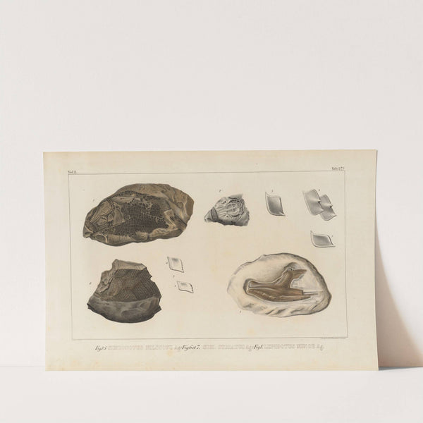 Recherches sur les poissons fossiles Pl.171 by Louis Agassiz