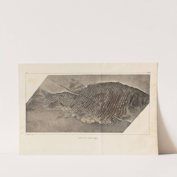 Recherches sur les poissons fossiles Pl.173 by Louis Agassiz