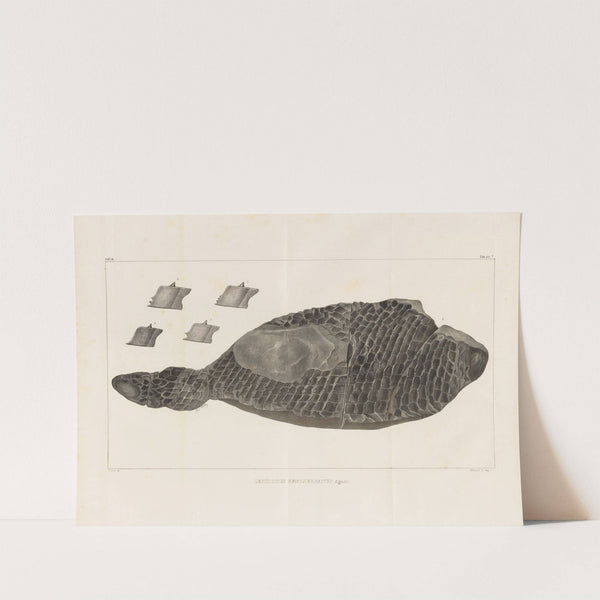 Recherches sur les poissons fossiles Pl.174 by Louis Agassiz